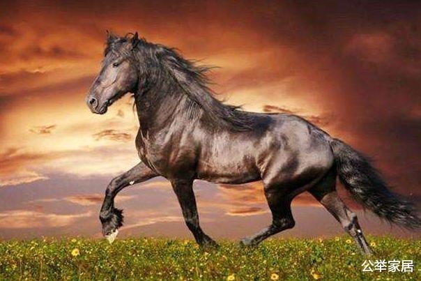 8年属马的不幸婚姻，78属马一生有几次婚姻"