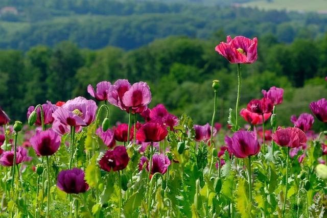 白羊座2022年全年运势运程，2022年白羊座每日星座运势