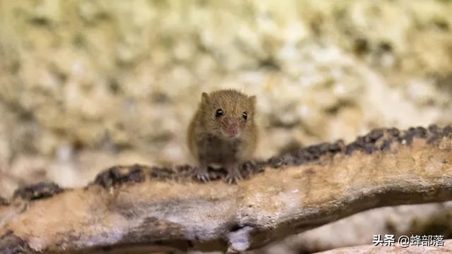 属鼠的特点和优点，属鼠性格特点及脾气