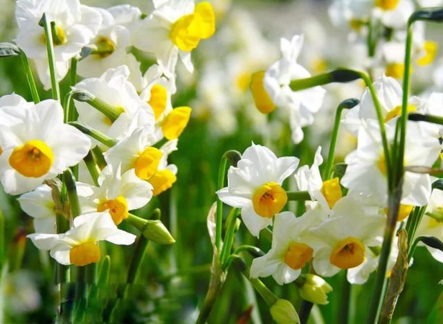 属兔是多少年生的，属兔的出生年月