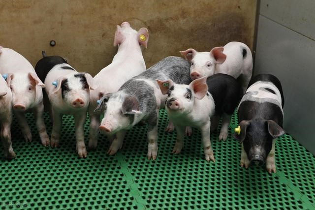 猪和属什么吋候结婚好，95年的猪什么时候结婚好