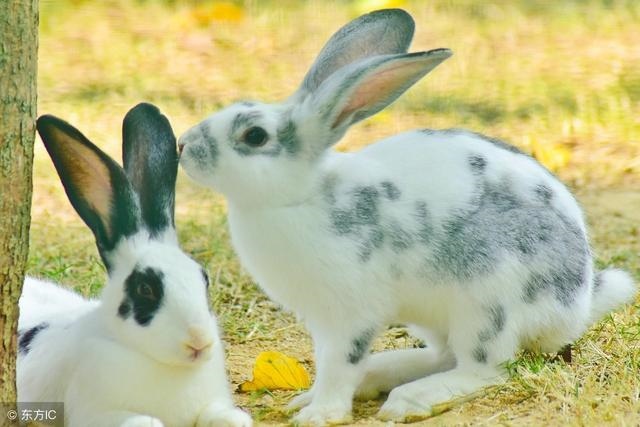 属蛇人32岁大劫女，什么生肖最旺蛇