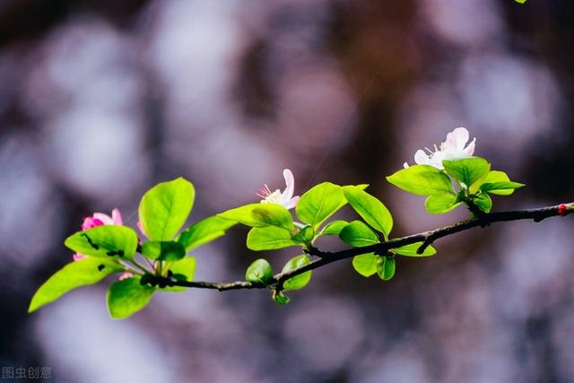 3年兔男性晚年状况,1963每属兔一生有二婚"