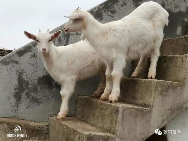 十二生肖岁数排名表，生肖年龄对照表2022