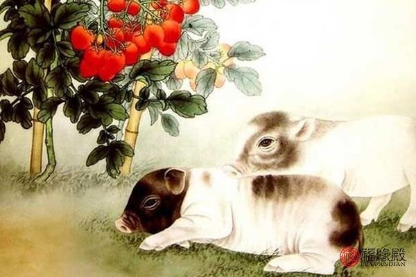 属猪50岁是哪一年出生的，猪年是哪鸡年多少岁