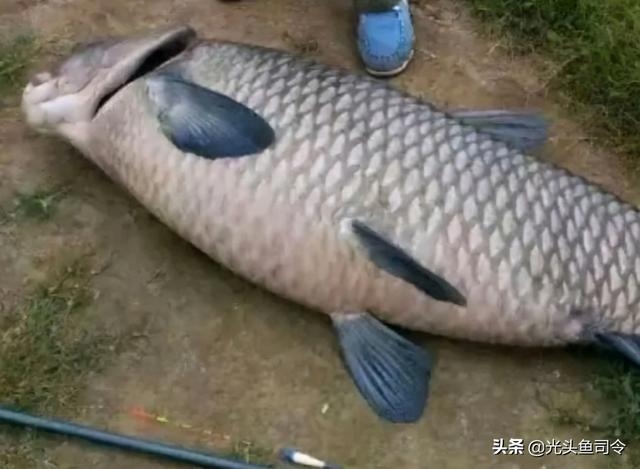 5年属蛇人的终身寿命，1977年属蛇女44岁后"