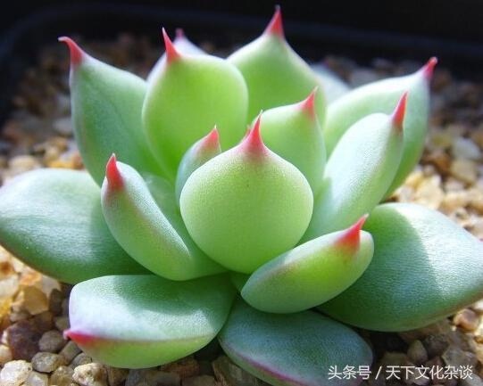 属虎的人养什么花招财，属虎的幸运花和旺财花