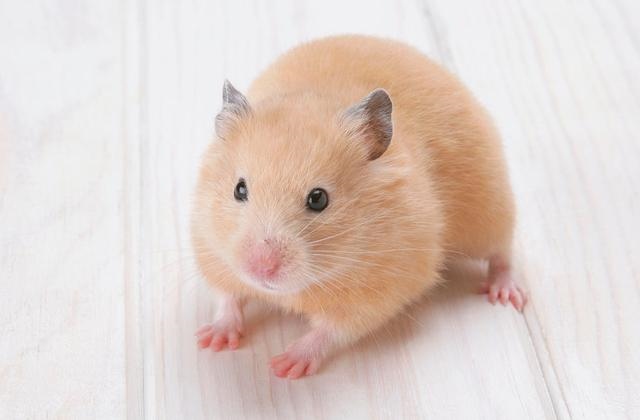 属鼠什么年份运气更好，属鼠2022 年运势及运程