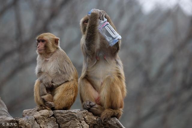 猴年在鼠年的运势,鼠年属猴运势2022 年运势