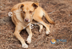 994年狗是什么命，1994年狗是火命还是木命"