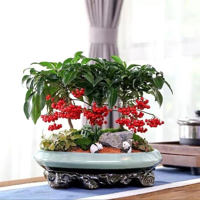 属鼠的幸运花和旺财花，十二生肖旺财植物花草