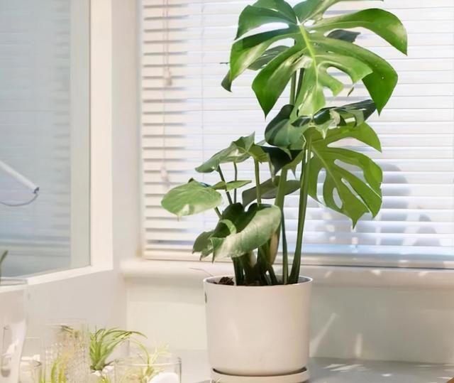 属鼠人的卧室里放什么花卉，属鼠床头如何摆放