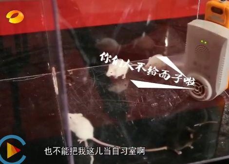 驱鼠器超声波对人体的危害有哪些，超声波灭鼠真的是骗局吗