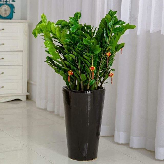 属猴养什么花旺财，属猴的2022 适合养什么花