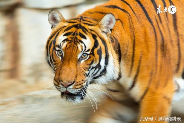 4年龙和65年蛇婚姻好吗，女龙男蛇结婚能到老吗"