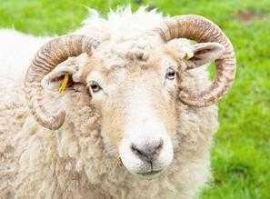 生肖猪未来5年的运势，属猪人未来10年大运