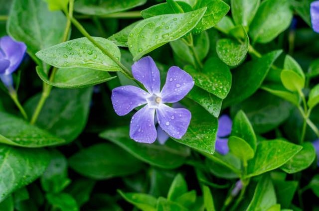 心狠城府深的生肖女，出街回头率超高生肖女
