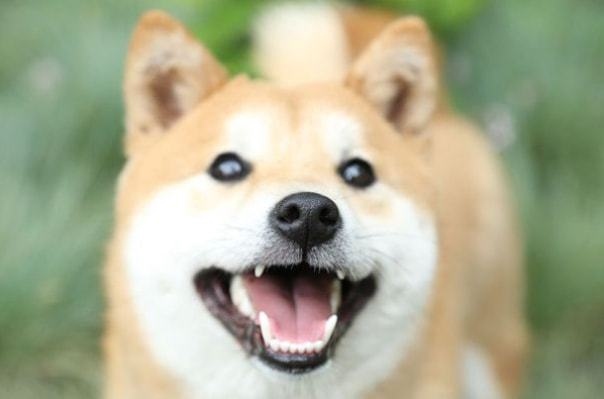 2年属狗人什么时候开始发，1982年属狗39岁的桃花劫"