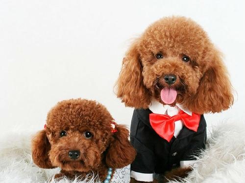 属兔人的性格和脾气l，属兔的生肖好不好