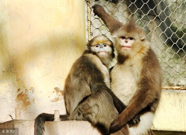 猴年在鼠年的运势,鼠年属猴运势2022 年运势