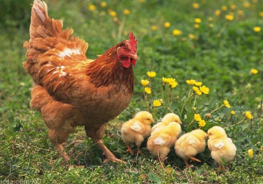 鸡在2022年的运势如何，属鸡2023到2024运势