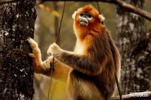 属猴婚配属相更好,94年属狗男孩子婚配表