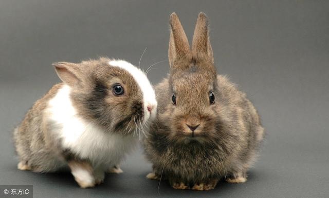 2生肖婚姻配对,十二生肖婚姻配对相克"