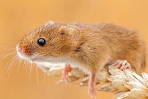 属鼠的今天财运怎么样，2022 年鼠运怎么样