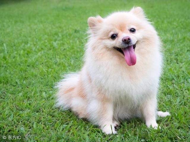 床下代表什么生肖，十二生肖床下是什么生肖