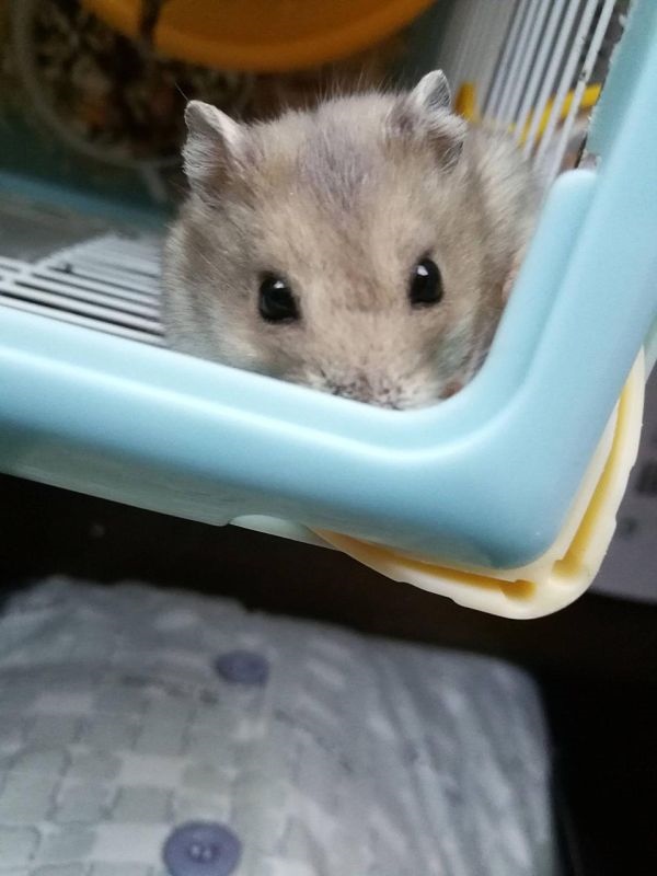 6年属鼠人属于什么命，1996属鼠女的一生婚姻"