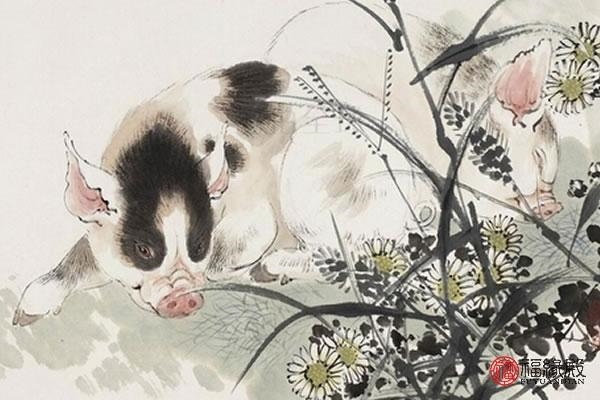 属猪50岁是哪一年出生的，猪年是哪鸡年多少岁