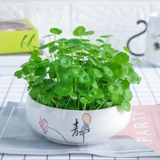 属鼠的幸运花和旺财花，十二生肖旺财植物花草