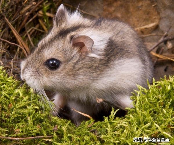 属鼠四贵克子孙是什么,1984年属鼠财运在哪一年更好