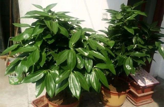 属鼠的种什么植物旺财又旺运，2022 年属鼠养什么植物