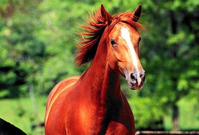 属猴和属马的合财吗，马和猴做生意合不合财