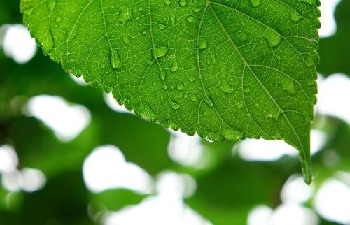 桑柘木命的吉祥数字，73年桑拓木命好不好