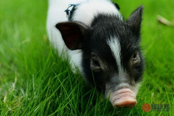 属猪的多大年龄结婚更好，95年属猪的姻缘在哪年