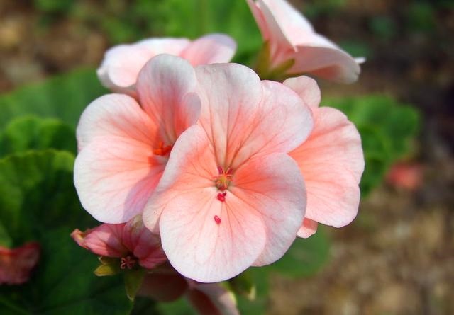 伤官女命遇正官大运，女命中年走正官大运