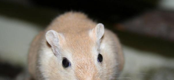 为什么属鼠的贵人是牛，鼠的更佳贵人是什么生肖