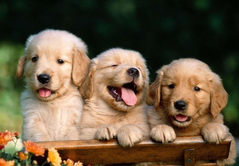 982年属狗38岁怎么样，1982年属狗人一生运势"