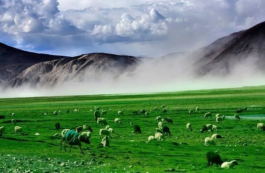 2年属狗什么时候交大运,1982属狗40岁后有十年大运"