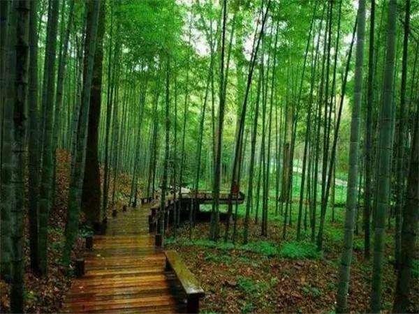 属龙未来10年运势走向，2022年属龙人的全年运龙