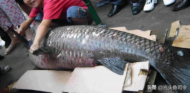 5年属蛇人的终身寿命，1977年属蛇女44岁后"