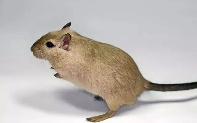 984年属鼠女寿命多长，84年属鼠2022年女的命运"