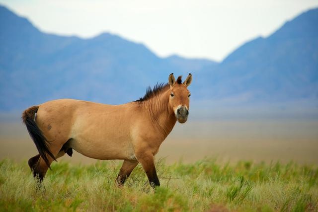 属鼠和属羊的相克是真的吗，属羊属鼠相克怎么化解