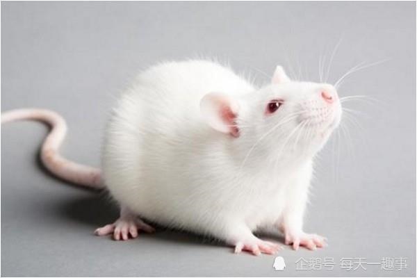 属鼠人跟什么合，1996年冬月是什么命