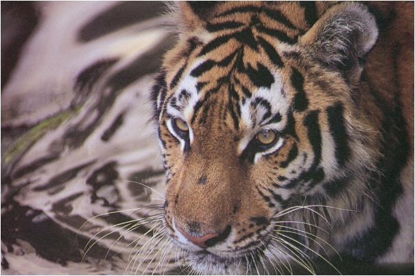 986年的虎是什么命运,1986年属虎2022