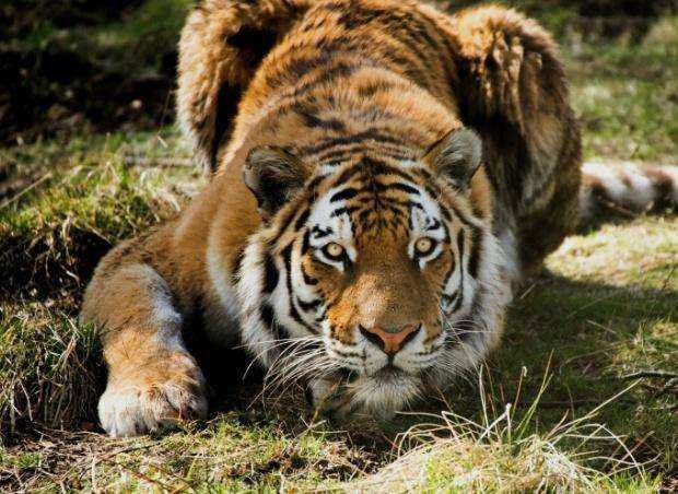 022虎年好吗，2022年最旺的生肖"