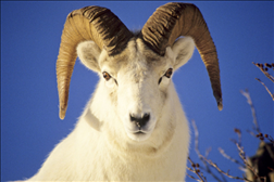 今年虚岁67岁属啥的，67年属羊54岁命中注定2022