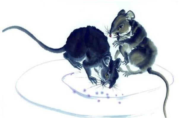 2年女鼠72男鼠相配吗，72年属鼠49岁有一灾2022"